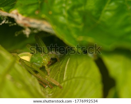 macro photo of green huntsman spider in nest