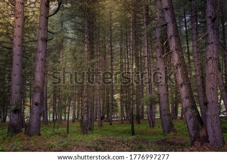 Photo of forest inside the green valley nature view with copy space for your text