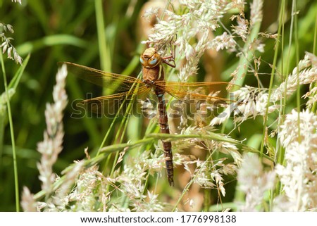 A male Brown Hawker (Aeshna grandis) dragonfly at rest on some grasses.