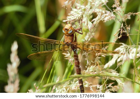 A male Brown Hawker (Aeshna grandis) dragonfly at rest on some grasses.