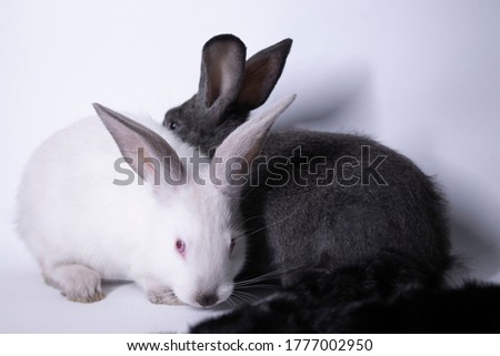 gray and white rabbits-bunnies scared near a natural woolen black coat. copy space. Save animals concept. High quality photo