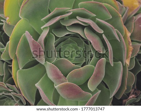 Close-up succulent plant macro background        