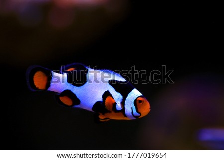 Black-ice Snowflake clownfish - 8th generation of hybrid clownfishes