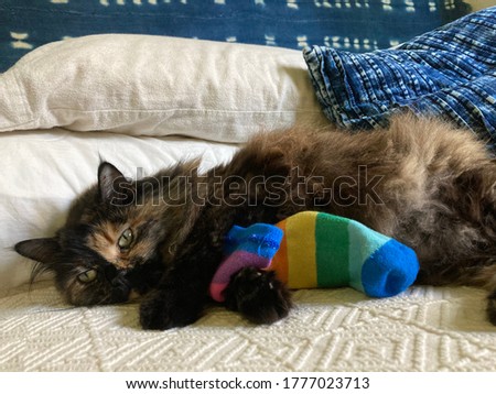A picture of a cute cat lying on a bed and holding a rainbow sock.(Pride)