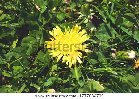 Dandelion in grass. Gorgeous Nature picture.