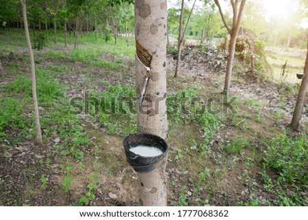  Natural rubber latex trapped from rubber tree. Latex of rubber flows into a bowl.