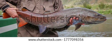 Close up of a large Mongolian Taimen fish, the largest member of the salmon family in the world Royalty-Free Stock Photo #1777098356