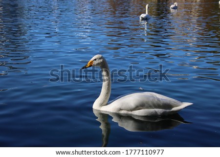Graceful whooper swan swimming on blue water under clear blue sky on sunny day. 