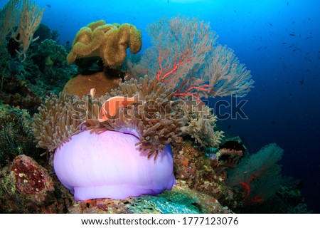 Reef scene of an nAnemone fish on its host animal with colourful corals in the background. Underwater picture taken scuba diving in Raja Ampat, Indonesia