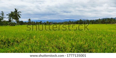 Photo view of yellowed rice in rice fields