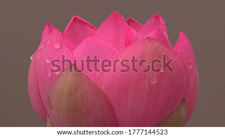 Water drops on beautiful flower, best pink flowers 
