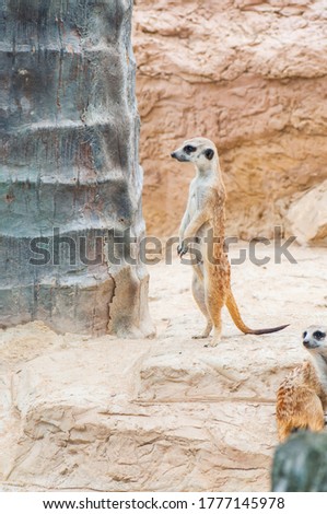 Meerkat on the rock, Thailand.