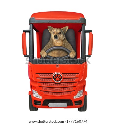 The beige dog is driving a red truck. White background. Isolated.