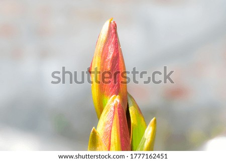 A macro close up photography of amaryllis flower buds before full blossom. The beautiful dreamy looks red flowers petals blooming in the garden.