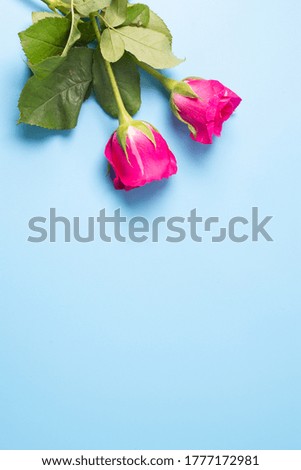 Pink roses on a blue background. Top view