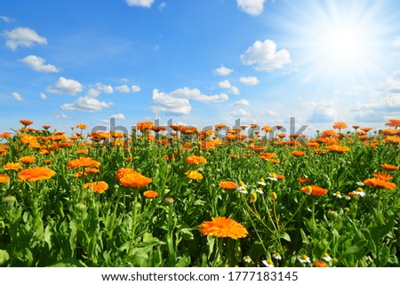 Pot Marigold (Calendula officinalis) growing on the field. Summer landscape with blue sunny sky. 
