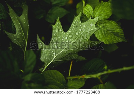 Water drops on leaves after the rain