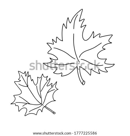 Maple leaves doodle vector hand drawn illustration. Autumn leaves fall. Thanksgiving botanical drawing isolated