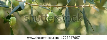 green olives grow on a olive tree branch in the garden. selective focus. banner