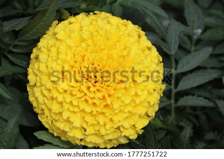 It's a picture of a yellow marigold flower. It has some leaves in background to add some focus to the object.