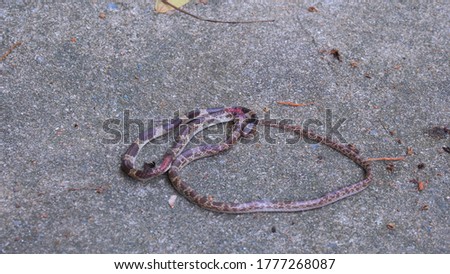 Baby snake died from a dog bite