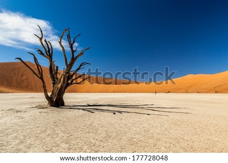 Dead tree in Namibian desert