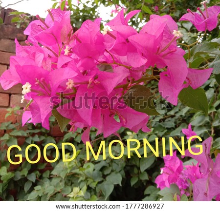 Good morning image with pink flowers 