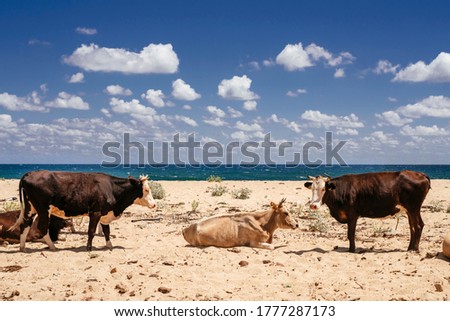 free cows grazing in sea