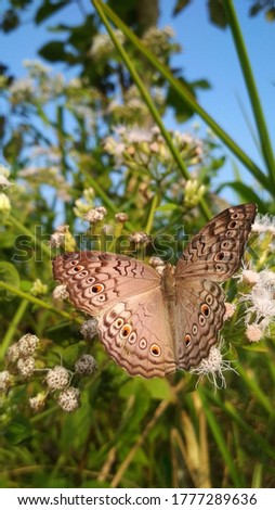 Brown butterfly in the field 