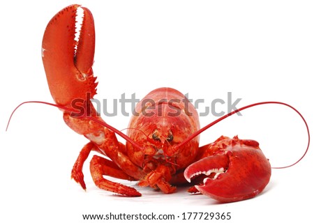 Hello lobster isolated on white background Royalty-Free Stock Photo #177729365
