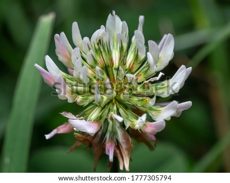 Close-up of flower head of alsike clover in blossom. Trifolium hybridum. Details of the stalked, pale pink or whitish flower head. Selective focus, blurred background.