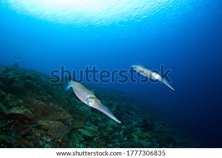 A pair of Squid swimming over the reef. Underwater picture taken scuba diving in Raja Ampat, Indonesia