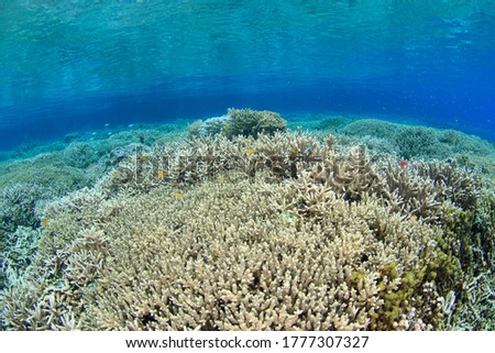 Pristine hard coral reef in very shallow water with reflections on the surface. Underwater picture taken scuba diving in Raja Ampat, Indonesia