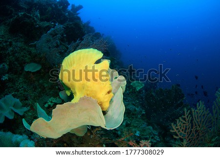 Giant Frogfish resting on a sponge. Underwater picture taken scuba diving in Raja Ampat, Indonesia