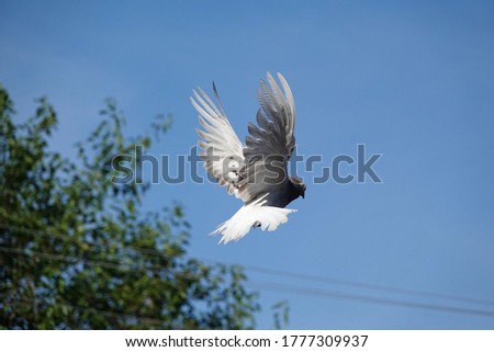 Dove flying in the sky during the day