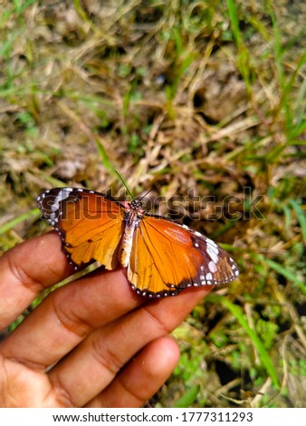 Close up of Danaus chrysippus Butterfly.Plain Tiger butterfly on a human hand against beautiful green grass.With selective focus on subject.
