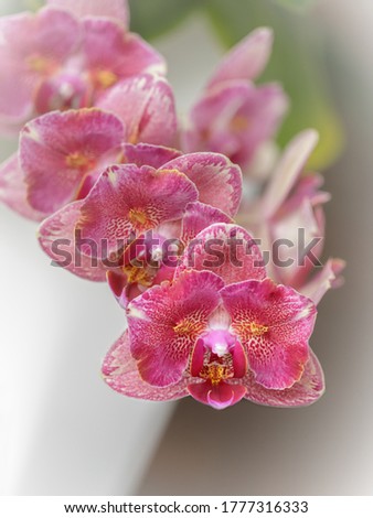 Flowers beautyful pink peloric orchid phalaenopsis called Pirate Picottee. Closeup on light background