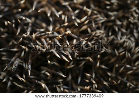 Hedgehog animal skin needles texture close up