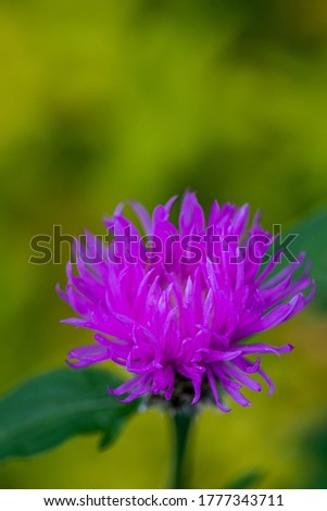 Cornflower flower in close-up picture