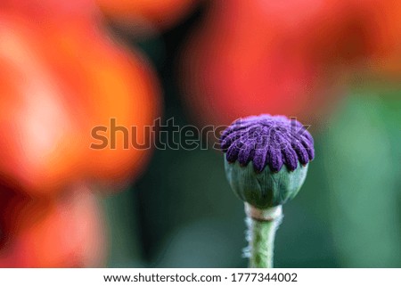 Close-up picture oriental poppy flower
