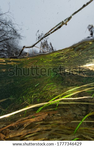 underwater ecosystem wide angle view image