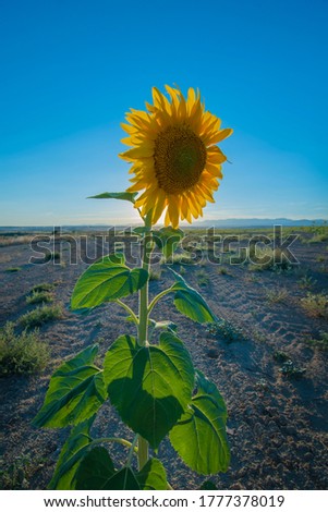 giant sunflower even without pipes. Sunset photography