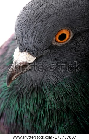 portrait grey dove isolated on a white background