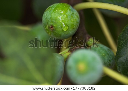 Green figs with rain drops growing ripening on tree branch in garden. Summer fruits berries agriculture gardening concept