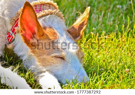 A beautiful and funny portrait of a dag, a podenco from spain with very long ears