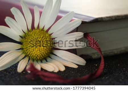 Camomile with a book are on the table. High quality photo