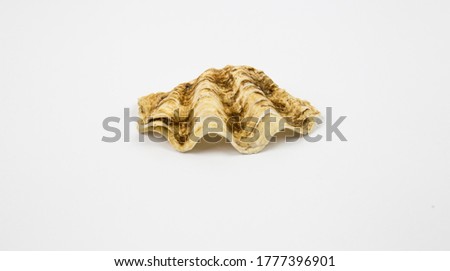white background with marine motifs, fossil shells.