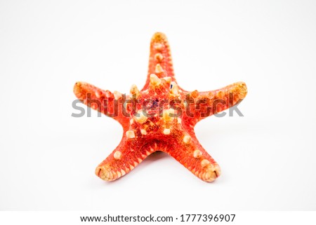 starfish isolated on white background. a fossil found on the reefs of the ocean