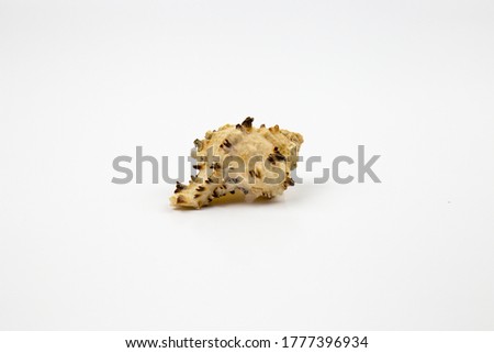 white background with marine motifs, fossil shells.