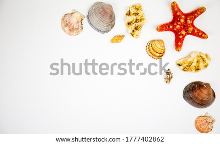 composition of exotic shells and starfish on a white background. copy space and text